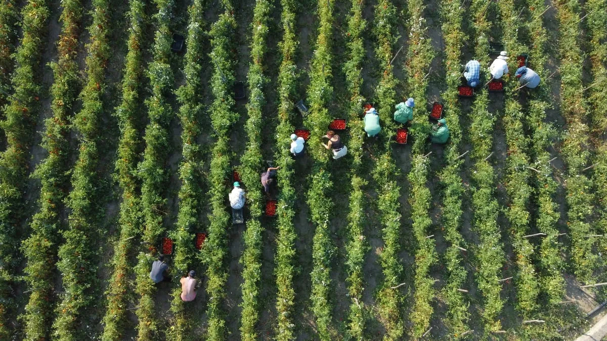 카사 마라조 토마토 수확 농장 전경