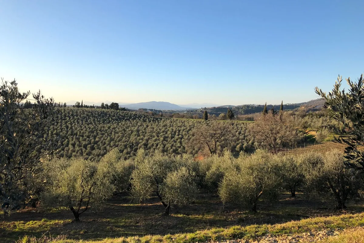 키안티 클라시코 올리브 농원