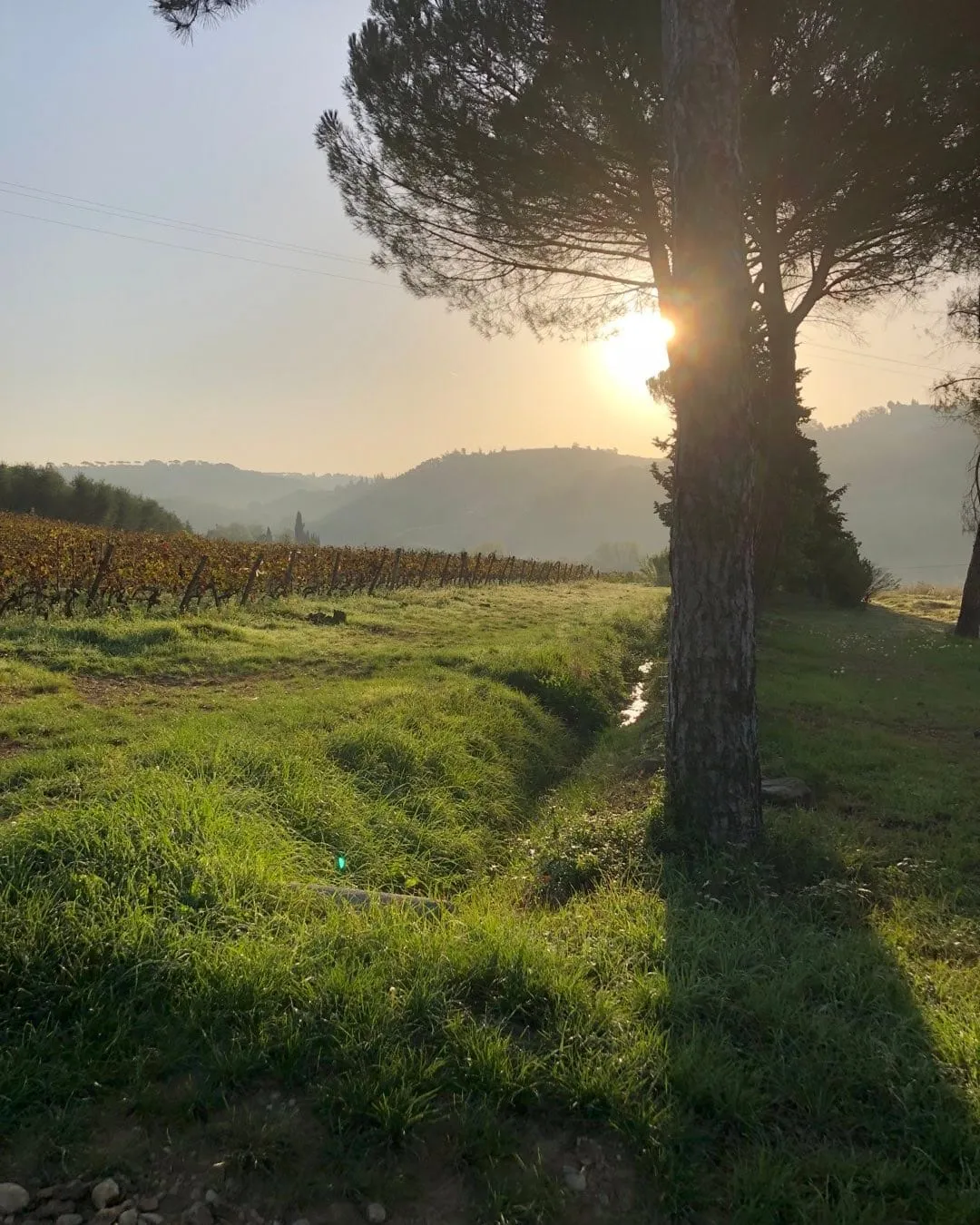 키안티 클라시코 석양