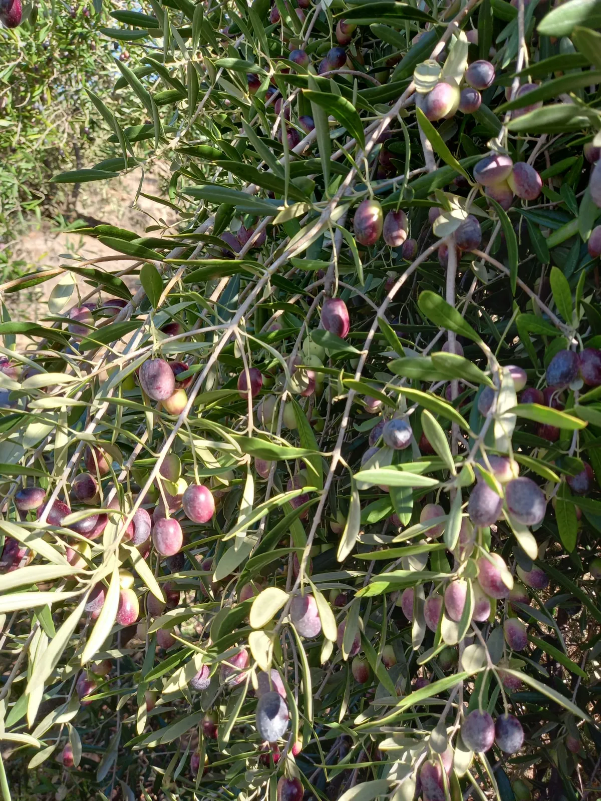 올리브 나무의 열매