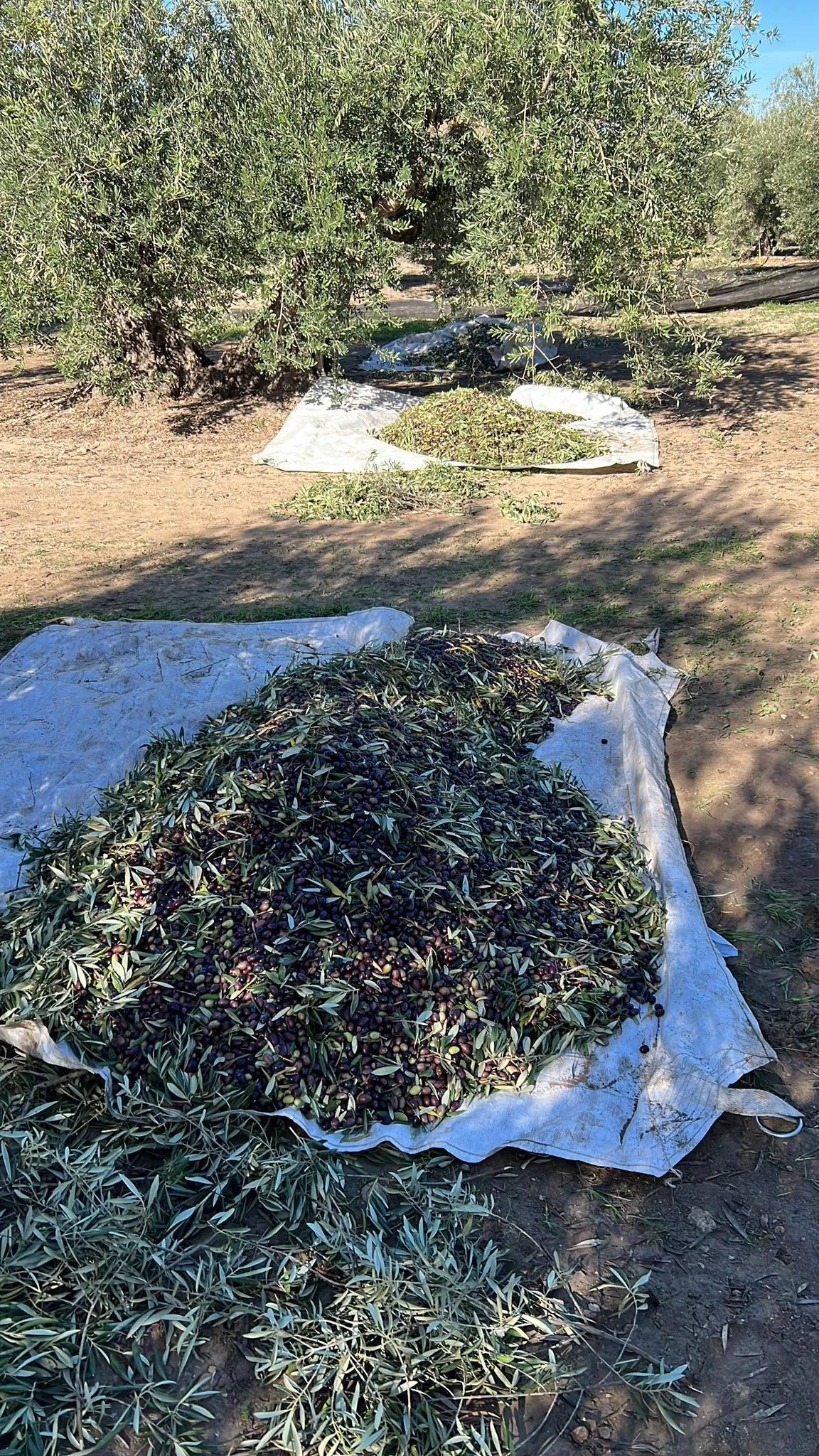 수확된 올리브 모음