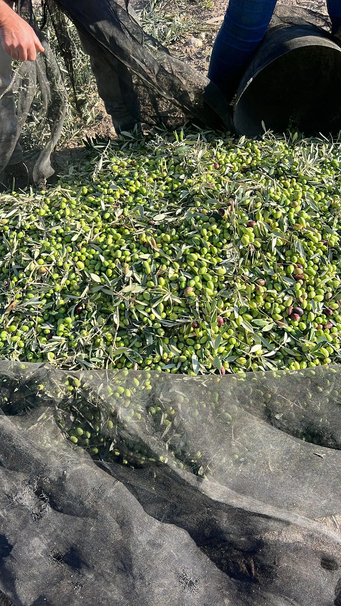 올리브 수확 현장