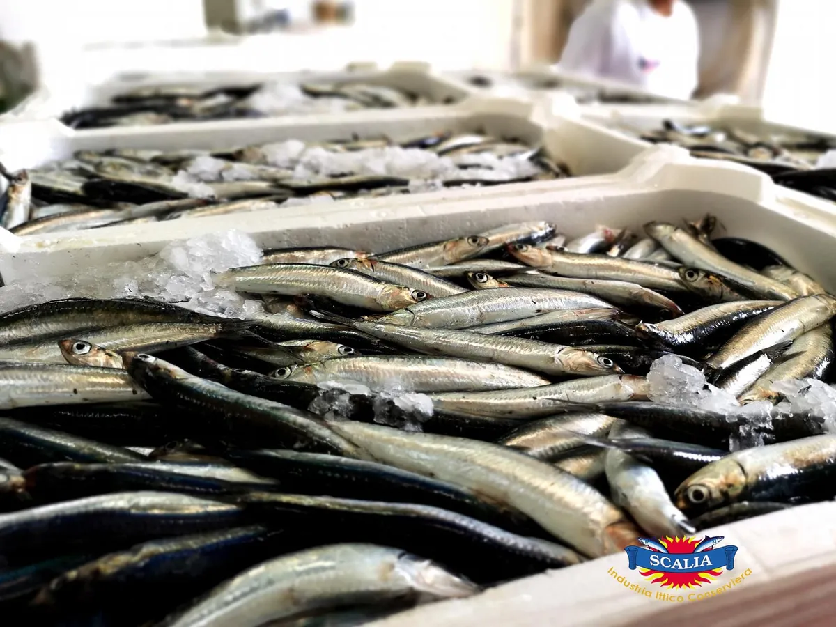 스칼리아 엔초비 가공