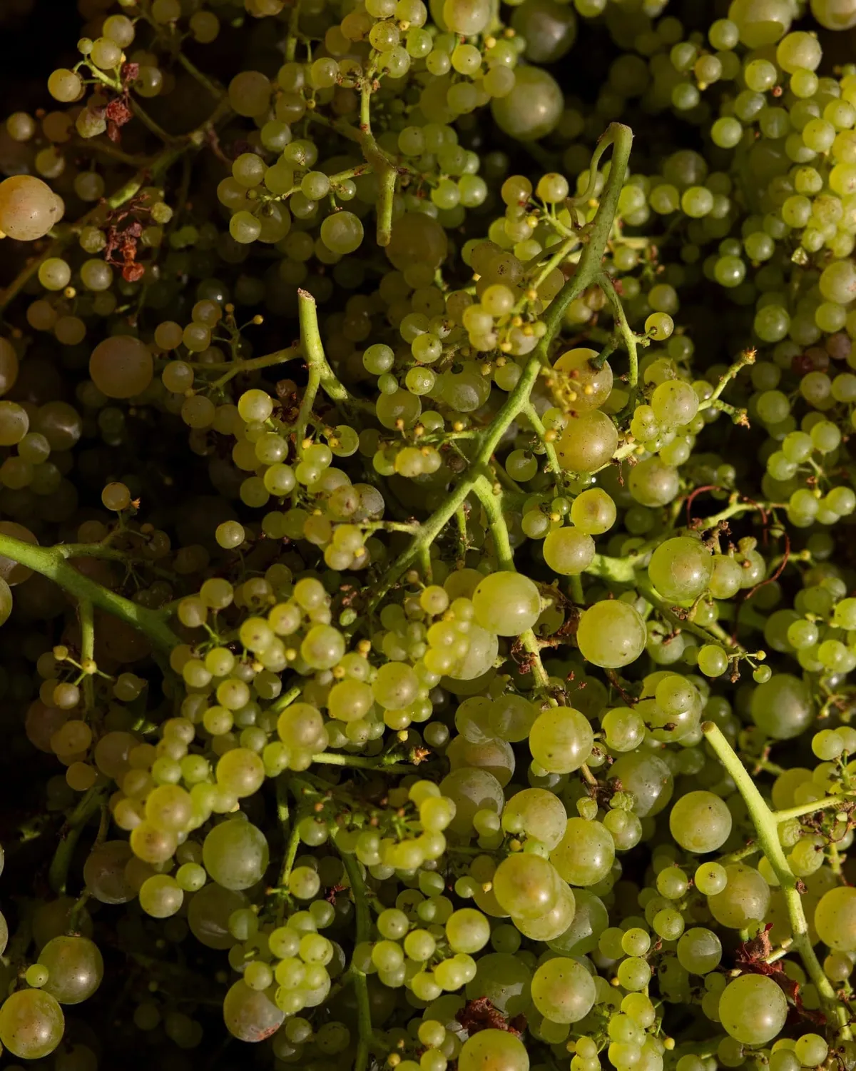 Trebbiano grapes